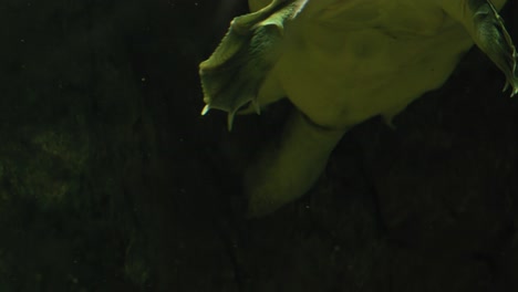 softshell turtle swimming near the glass of its enclosure