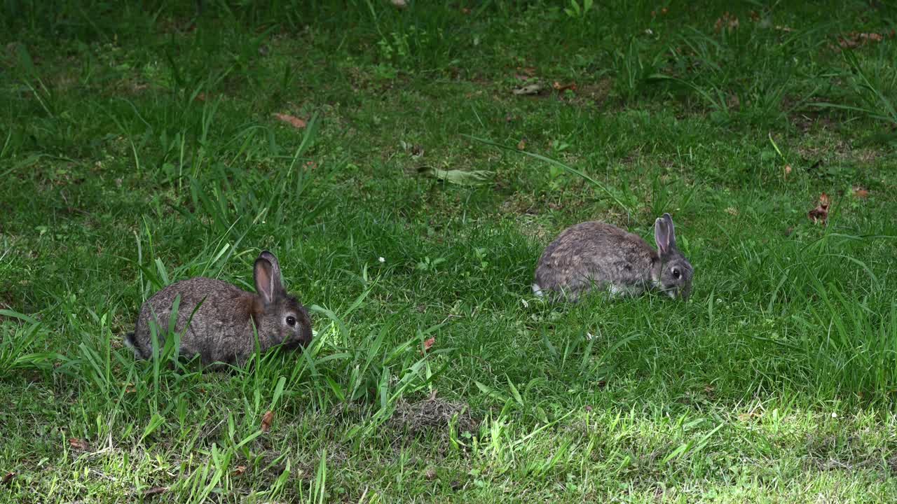 Wild rabbits eating green grass in a peaceful meadow, surrounded by nature in a rural landscape in a summer day