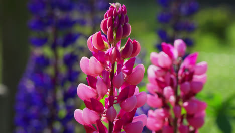 lupinos en un jardín de cabaña, inglaterra, reino unido