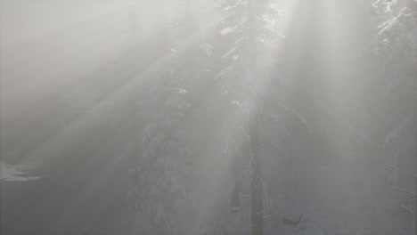 Misty-Fog-in-Pine-Forest-on-Mountain-Slopes