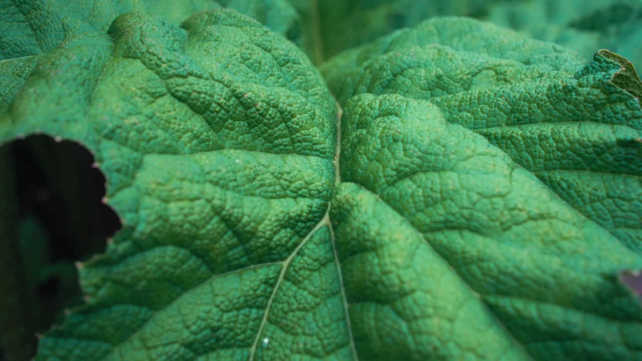 Üppig grüne Blätter einer Gunnera manicata Pflanze.