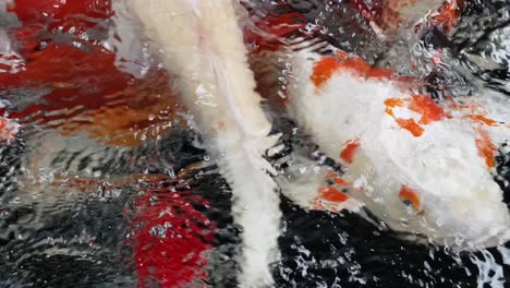 koi fish in a pond