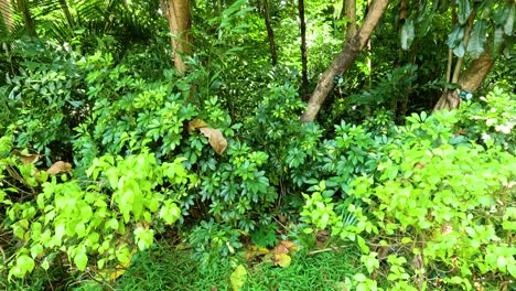 dense foliage and trees in a vibrant park