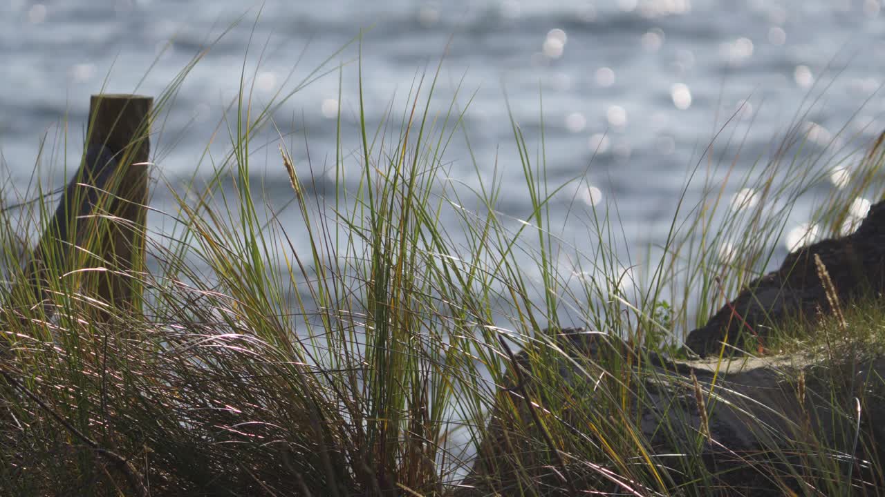 Serene Coastal Scene: Grass, Sea, and Rocks