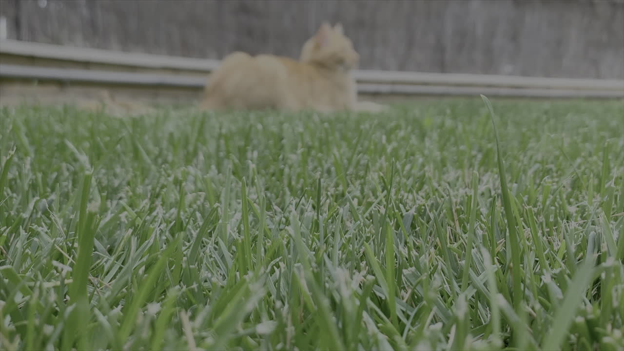 빨간 머리 고양이 를 보여 주는 풀 의 클로즈업