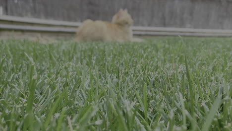 close-up of grass, showing a red-haired cat