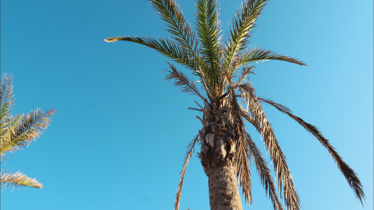 뜨거운 여름 아침 휴가 중 구름 없는 파란 하늘을 내려다보는 코스타 브라바의 아름다운 나무의 개구리 관점의 정적