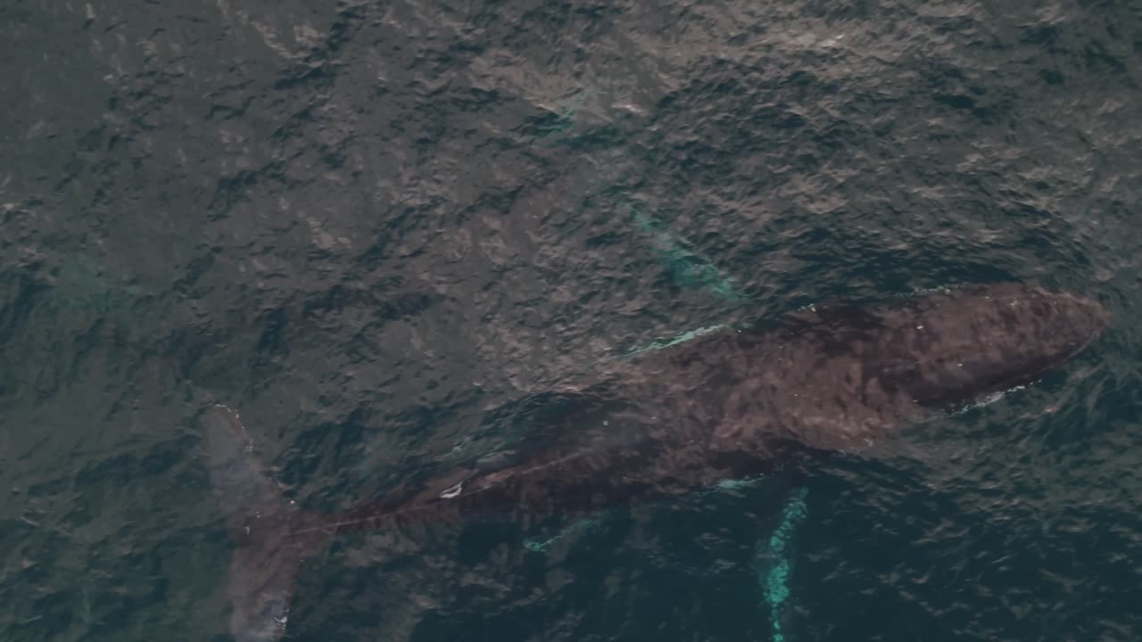 Aerial close-up of humpback whale mother and calf breathing side by side, with visible water spouts and spray—intimate marine life moment captured from above near Sydney, Australia.