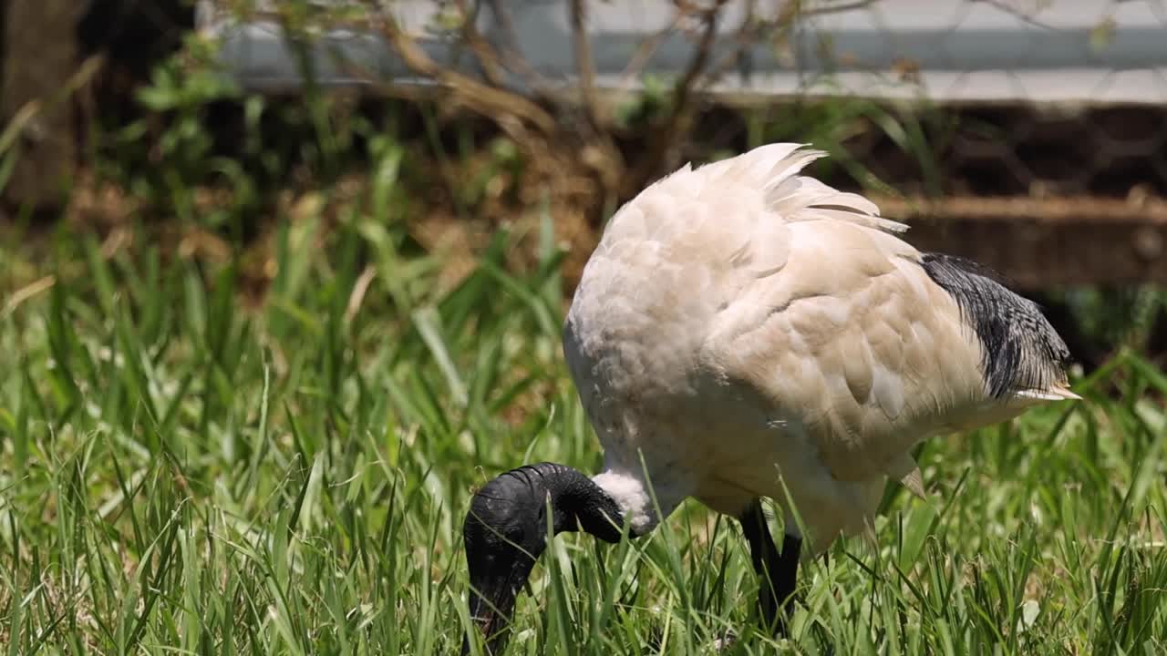 An ibis methodically searches for food in a vibrant grassy area, showcasing its natural foraging behavior.