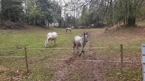 Horses-in-a-fenced-forest-pasture-2