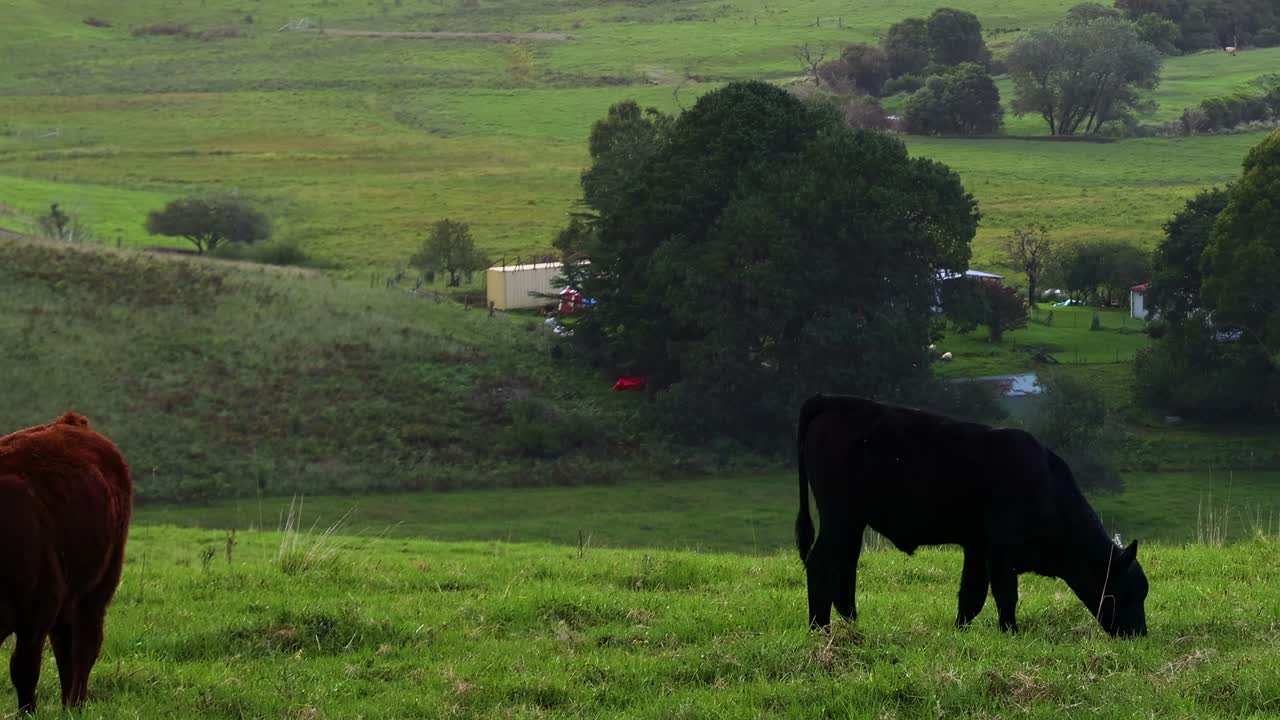 Two cows peacefully graze in a vibrant green meadow with distant trees and rolling hills.