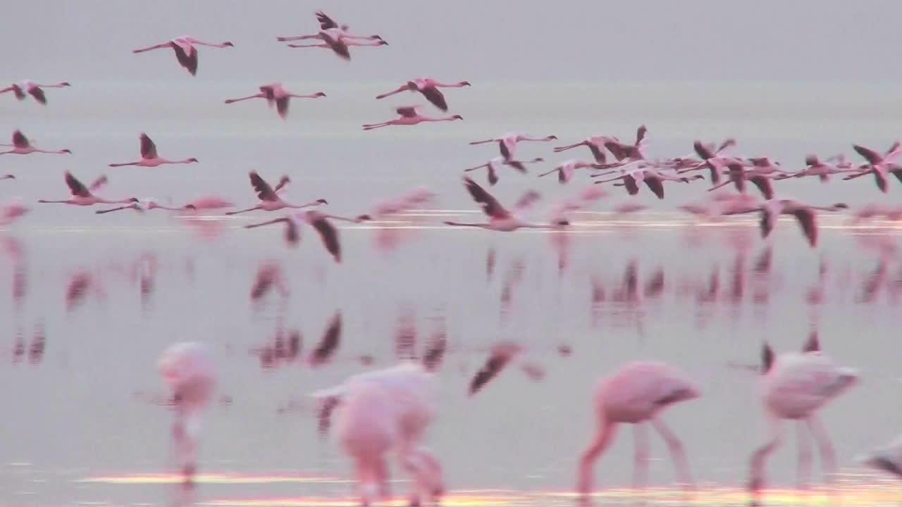 케냐 나쿠루 호수의 이른 아침 햇살에 분홍 플라밍고의 아름다운 장면 13