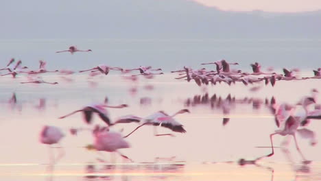 beautiful footage of pink flamingos in early morning light on lake nakuru kenya 13