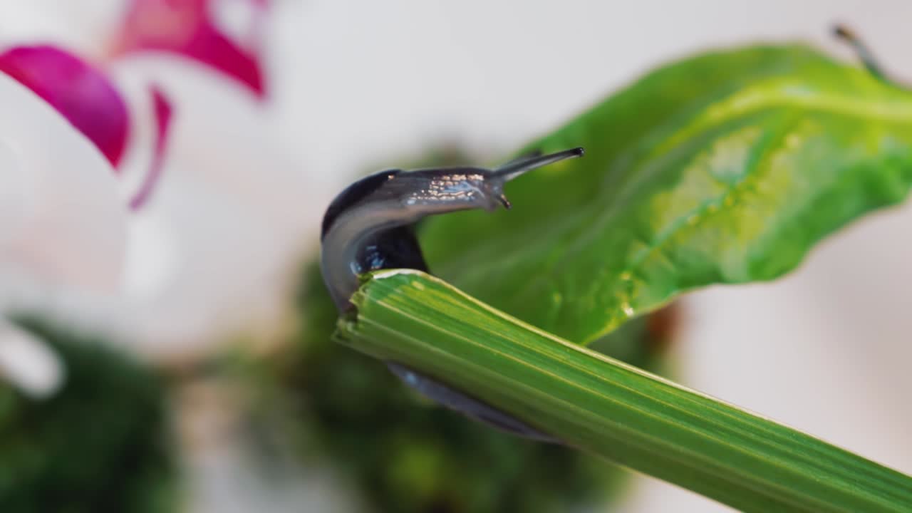 un primerísimo plano de babosa viscosa colgando del borde del palito de apio