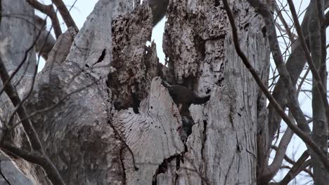 Visto-Dentro-De-La-Madriguera-Moviéndose-Y-Mirando-Hacia-Afuera,-Búho-Real-De-Vientre-Manchado-Ketupa-Nipalensis,-Tailandia