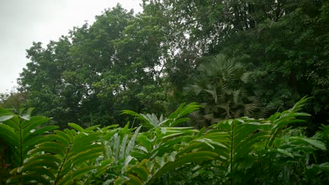 video of incredible plants from a botanical garden in victoria on mahe island in seychelles