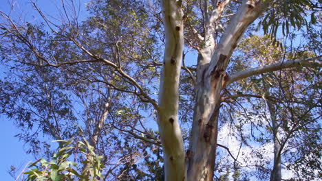 tilt up shot of a big old tree with clear sky on the background