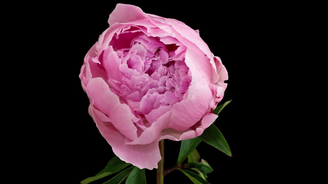 Macro time lapse blooming and wilting peony flower, isolated on pure black background