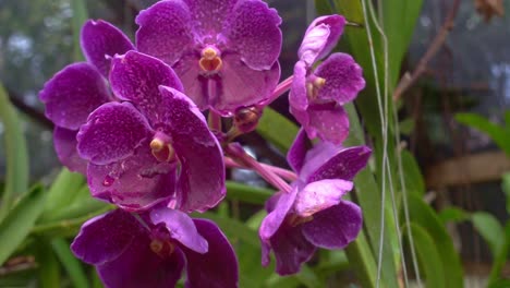 Close-up-shot-of-a-bunch-of-pink-waling-waling-flowers-in-full-bloom,-covered-in-water-drops-after-rainfall-at-daytime