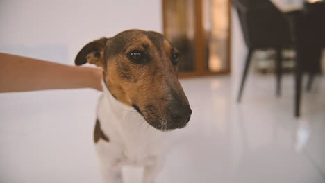 boy caresses his dog on the floor, then the dog approachs to the camera