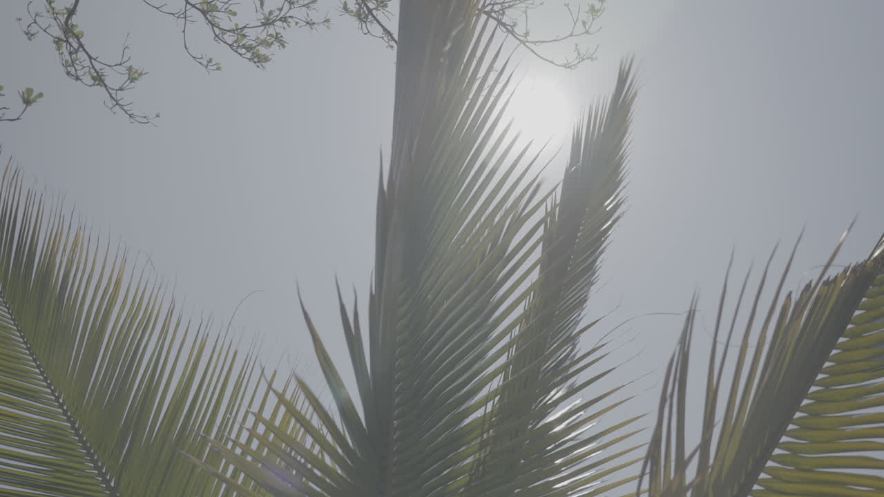 Low angle slowmotion shot of branches of a giant palmtree waving in the wind on a sunny day with a blue sky near Lake Tanganyika Burundi LOG