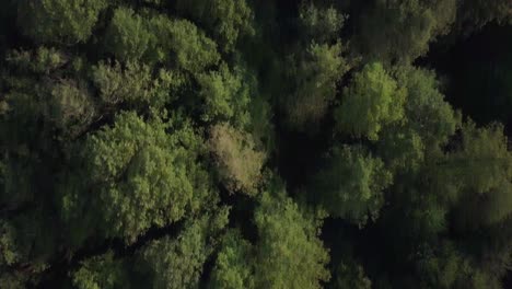 aerial view of a trees from above