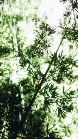 closeup of a bamboo stalk with green leaves