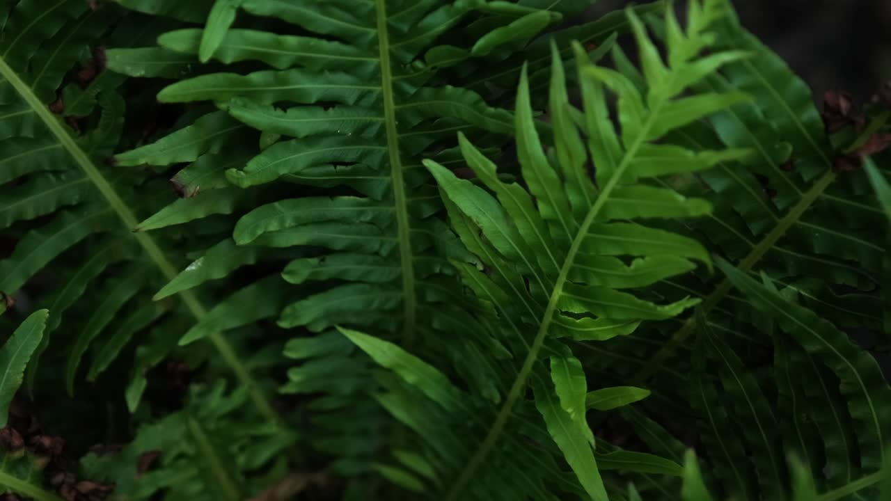 A lush, green fern moving in the wind