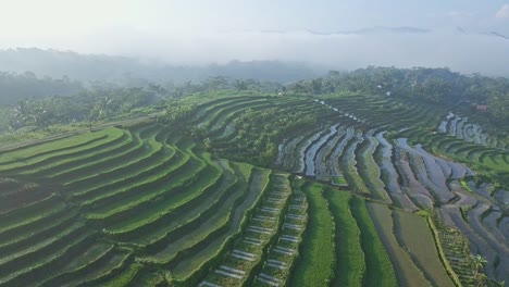 Día-Brumoso-Y-Terrazas-De-Arroz-En-El-Paisaje-De-Indonesia,-Vista-Aérea