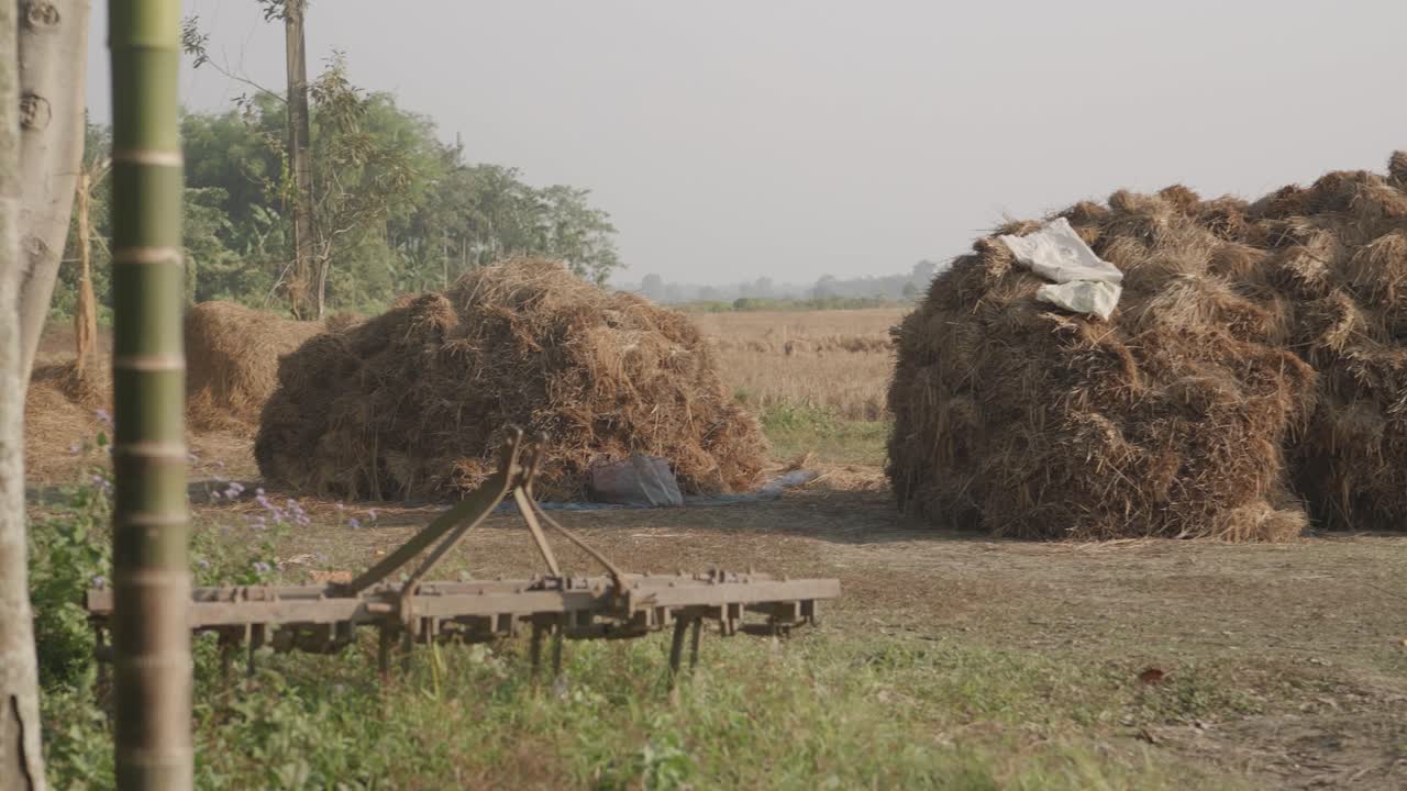 Collecting Rice grain in the paddy field