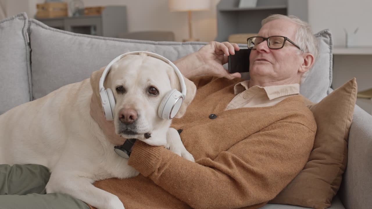 Labrador Retriever in Headphones