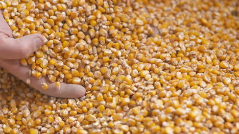 freshly harvested corn grains agriculture background corn harvesting 1