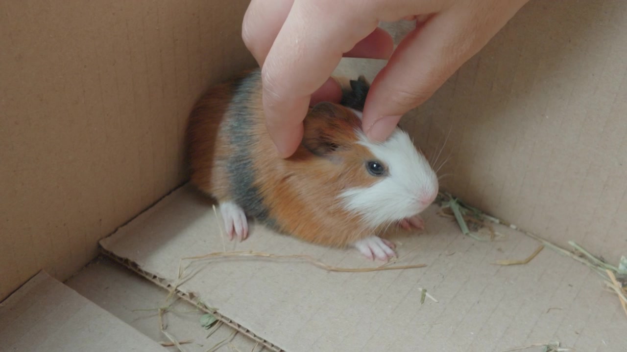 Mani che accarezzano delicatamente un porcellino d'India cucciolo, mostrando affetto, cura e un momento di legame tra uomo e animale.