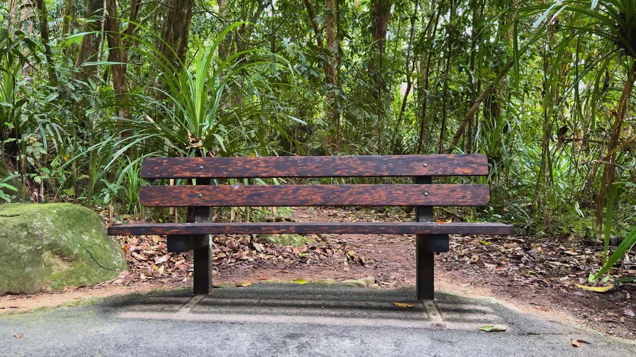 A bench surrounded by lush green forest