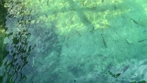 top view of carp fish calm swimming in sparkling transparent plitvice lakes national park, croatia