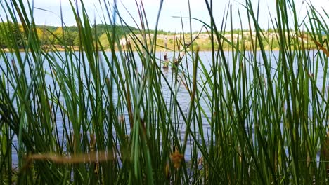 lake with an old log in the water shot through green tall grass