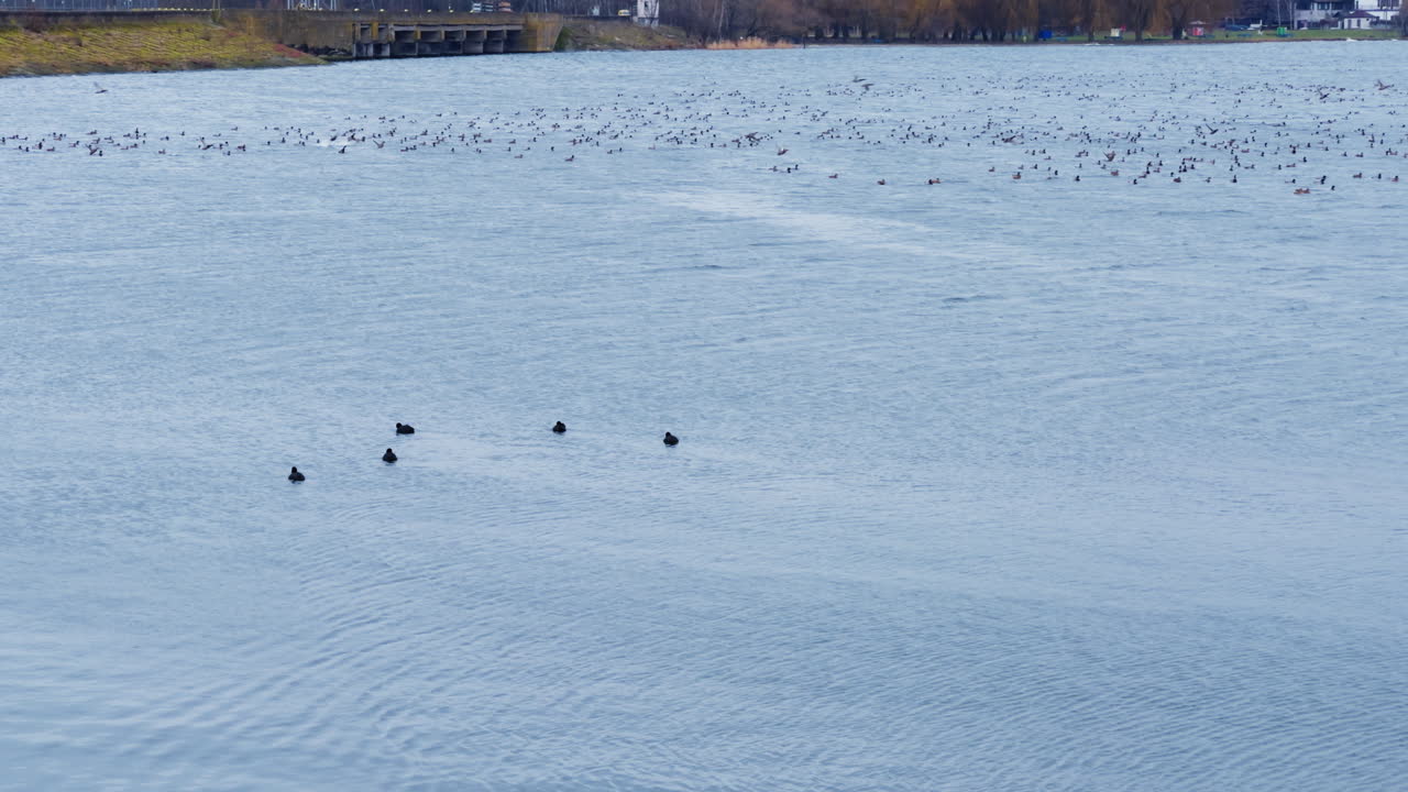 Group of five dark ducks floating on the river surface. Large flock of birds at backdrop rising into air.