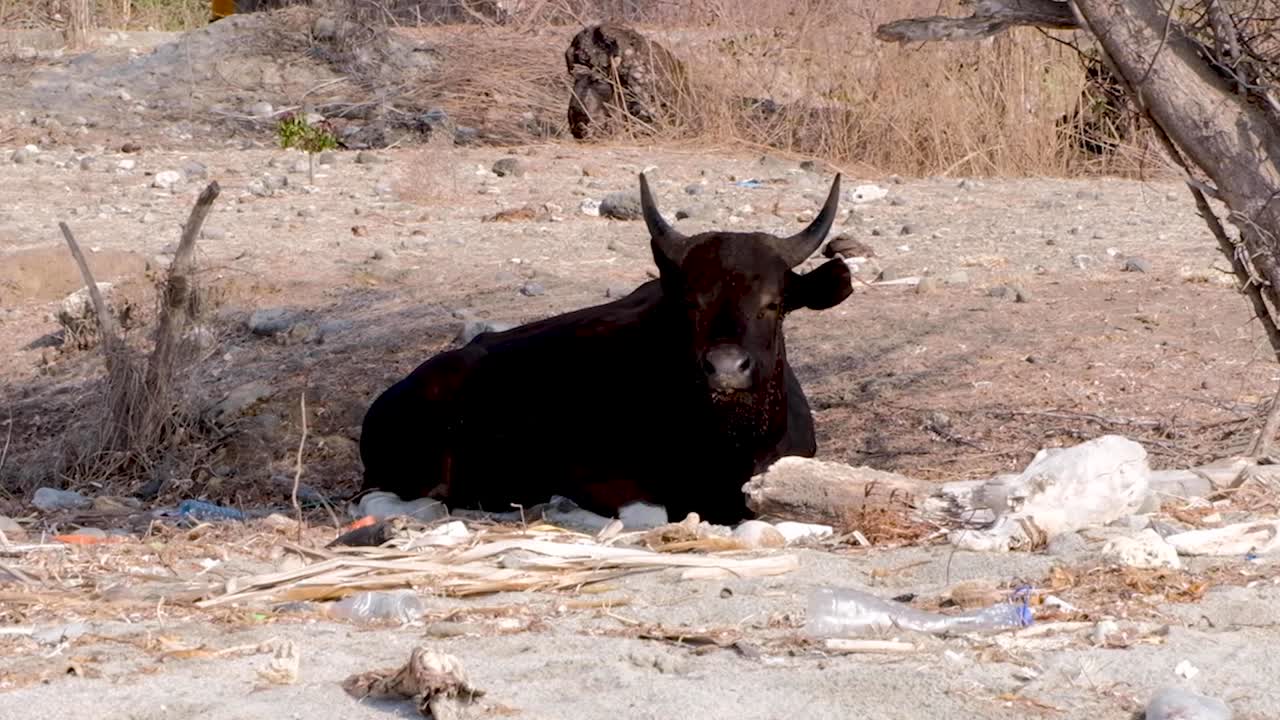 열대 섬의 시골에서 플라스틱 병과 쓰레기로 둘러싸인 채 그늘에 앉아 휴식을 취하고 있습니다.