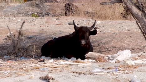 Large-horned-cow-chewing,-relaxing-sitting-in-the-shade-whilst-surrounded-by-plastic-bottles-and-rubbish-in-rural-countryside-of-tropical-island