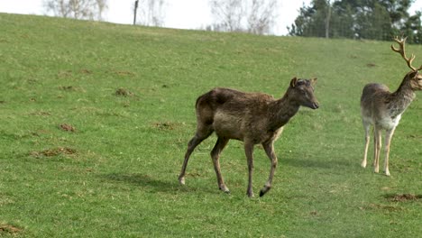 Fallow-deer-female-deer-walking,-sunny-spring-day,-wildlife-concept,-medium-handheld-slow-motion-shot