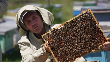 focused apiarist holding a honey frame covered with bees in front of camera. bees move on the surface of wax frame. close up. unrecognized man comes up from behind.