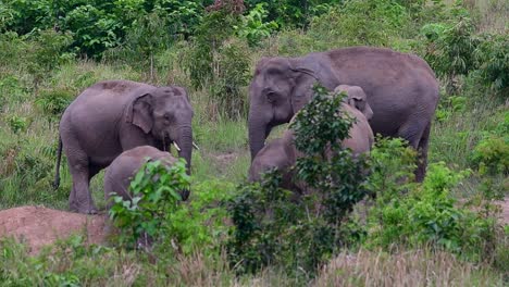 The-Asiatic-Elephants-are-endangered-species-and-they-are-also-residents-of-Thailand