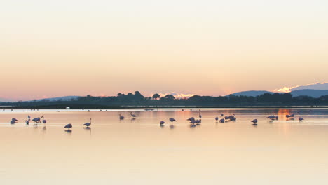 Große-Ansicht-Eines-Stausees-Mit-Rosafarbenen-Flamingos-Vom-Typ-Phoenicopterus-Roseus-Beim-Fressen