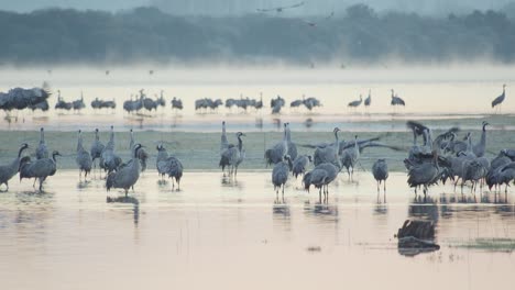 group of cranes waking up at the roost during the wintering, within the lake, before dawn
