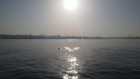 dolphins at sunrise uskudar istanbul turkey