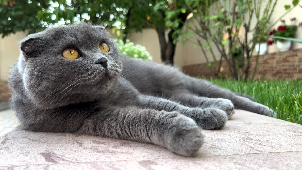 Gatto Scottish Fold con occhi arancioni che riposa in un giardino