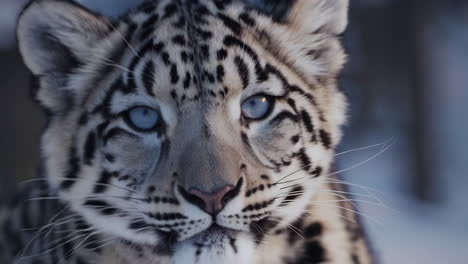 snow leopard cub in winter landscape