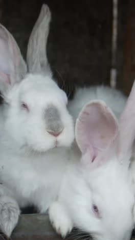 two rabbits snuggled in a cage their ears and whiskers visible