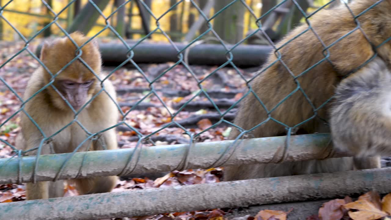 A sweet baby barbary ape and a beautiful monkey mother reach through the fence with their arms to reach the food. The animals in the zoo eat peanuts from the visitors. Autumn leaves are on the ground.