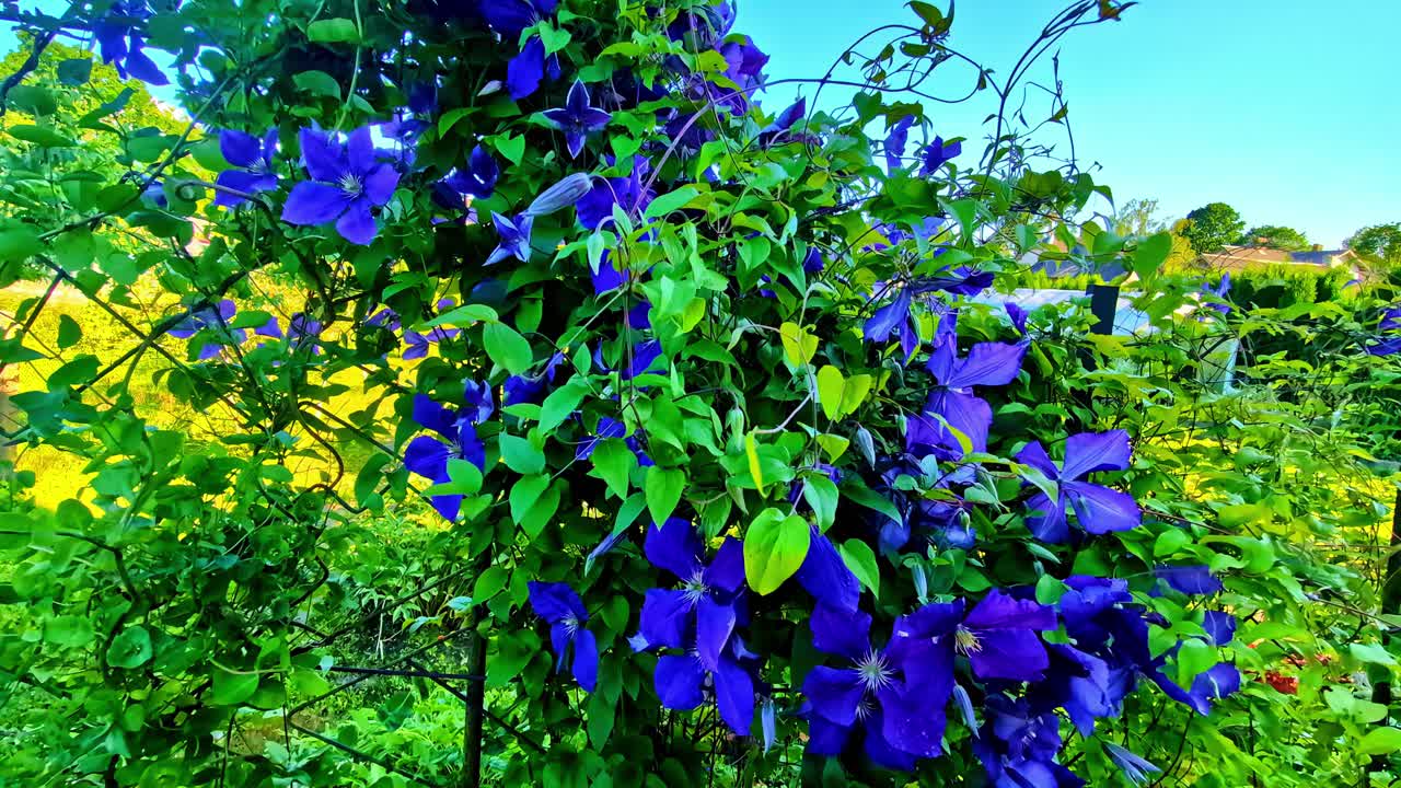 Tall blue flowers bloom against a rustic fence in the Latvian countryside under soft daylight